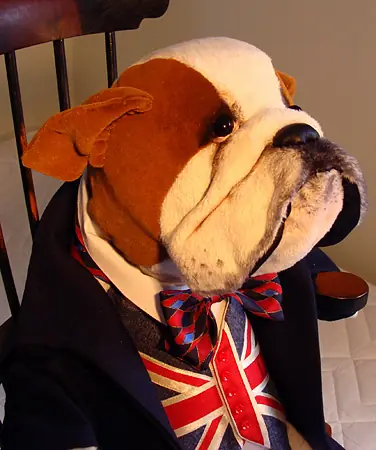 Bulldog, side view